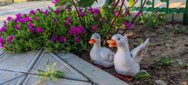 IMG_20240608_190818_1
